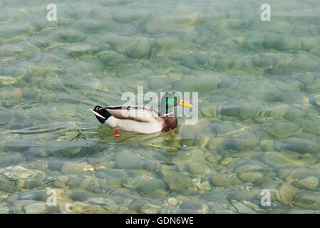 Il Germano Reale di nuoto nel lago di Garda in Italia Foto Stock
