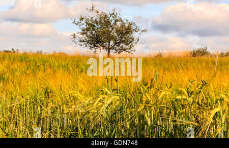 Landscape with summer wheat field and apple tree Foto Stock