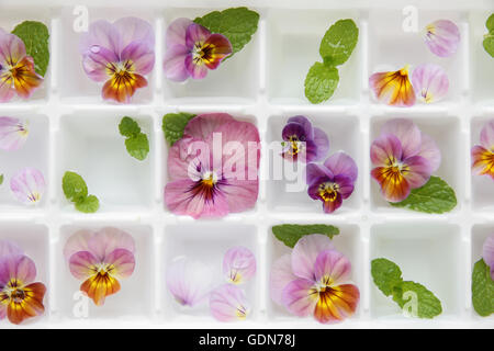 Primo piano fiori commestibili e menta in cubetti di ghiaccio il vassoio su bianco vintage sfondo di lino Foto Stock