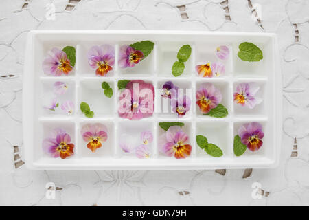 Fiori commestibili e menta in cubetti di ghiaccio il vassoio su bianco vintage sfondo di lino Foto Stock