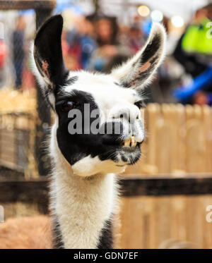 Llama ritratto su un tradizionale mercato artigiano. Foto Stock