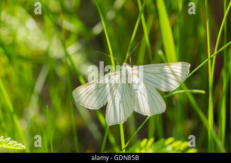 Nero-bianco venato (Aporia crataegi) farfalla posata su una lama per erba Foto Stock