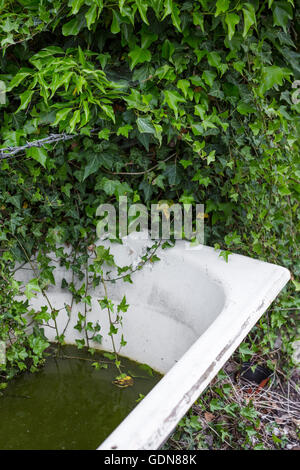 Un grande vecchio bagno bianco utilizzato come un trogolo di acqua in un giardino o un riparto. Foto Stock