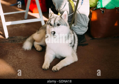 Giovani grigio e bianco di cani husky seduto sul pavimento Foto Stock