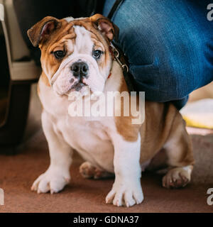 Young White English Bulldog cucciolo di cane seduto sul pavimento Foto Stock