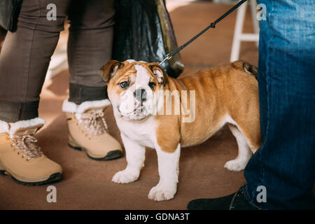 Young White English Bulldog cucciolo di cane sul pavimento Foto Stock