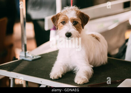 Giovane e bella Rinzaffate Jack Russell Terrier cane. Piccolo terrier Foto Stock
