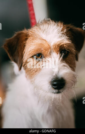 Chiudere il bianco e il rosso giovane Rinzaffate Jack Russell Terrier Dog Foto Stock