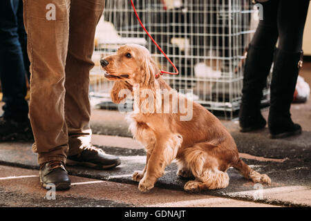 Brown English cocker spaniel cane indoor. Popolare piccola razza di cane domestico. Foto Stock