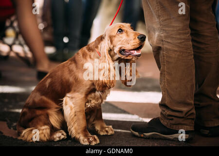 Brown English cocker spaniel cane indoor. Popolare piccola razza di cane domestico. Foto Stock