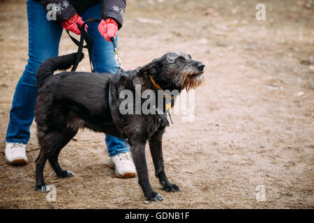 Arrabbiato colore nero di razza cane che abbaia alla formazione. Cani pericolosi, guard-cane. Foto Stock