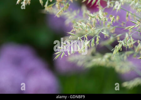 Festuca glauca. Il blu intenso dell'erba in fiore Foto Stock