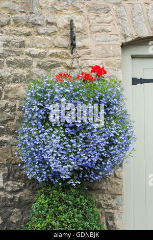 Lobelia nei cestini appesi al di fuori di un cottage in Stow on the Wold, Cotswolds, Gloucestershire, Inghilterra Foto Stock