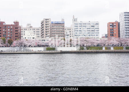 Fiore di Ciliegio,intorno al Tempio di Asakusa, Fiume Sumida,Tokyo Giappone Foto Stock