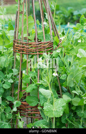 Pisum sativum. Il segnale di PEA "lord leicester' su un salice wigwam stick di supporto in un orto Foto Stock