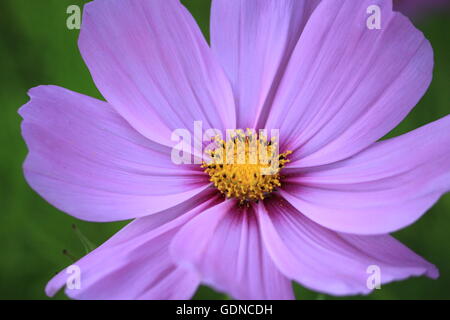 Cosmos bipinnatus viola Cosmo fiore Foto Stock