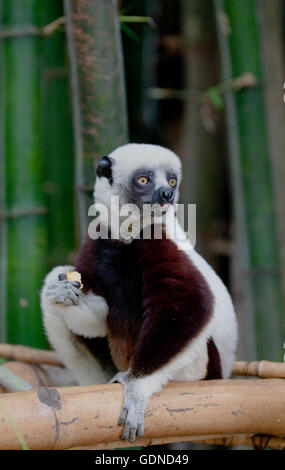 Coquerels sifaka (propithecus coquereli) sul bambù contenimento di cibo, Antananarivo, Madagascar Foto Stock