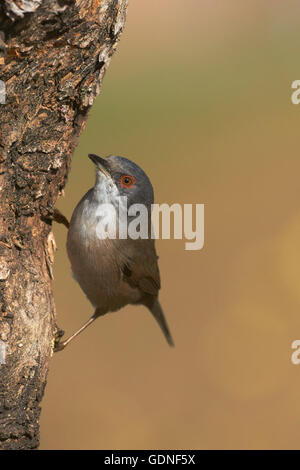 Trillo sardo (Sylvia melanocephala), Femmina, Benalmadena, Malaga, Andalusia, Spagna Foto Stock