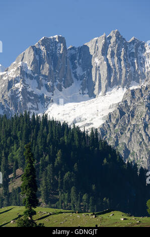 Montagna himalayana, foresta di pini e colline erbose, Sonomarg, Jammu e Kashmir India Foto Stock