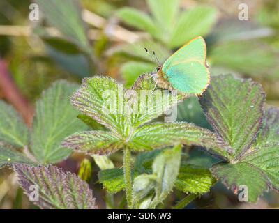 Verde (Hairstreak Callophrys rubi) farfalla su rovo Foto Stock