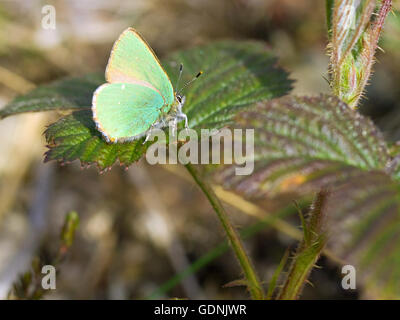 Verde (Hairstreak Callophrys rubi) farfalla su rovo Foto Stock