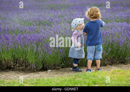 I bambini, la ragazza e il ragazzo, godono la lavanda in un Open Day a Lordington Lavender Farm, Lordington, Chichester, West Sussex UK nel mese di luglio Foto Stock