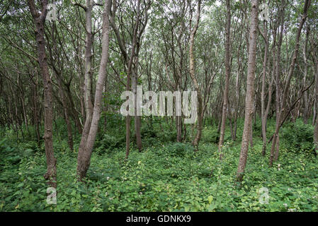 Bosco di pioppo bianco (Populus alba) a Formby punto sulla costa del Merseyside, Inghilterra. Foto Stock