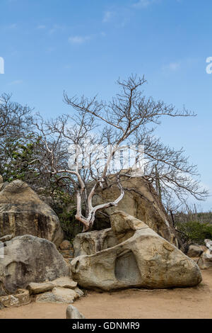 Massi Divi Divi alberi e cactus nel giardino di Aruba Foto Stock