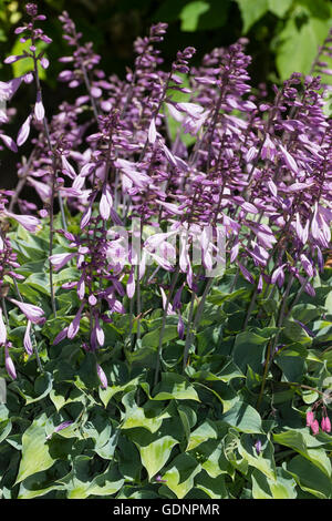 Blue tingono delle foglie e fiori viola del compact perenni, Hosta 'slim e Trim' Foto Stock