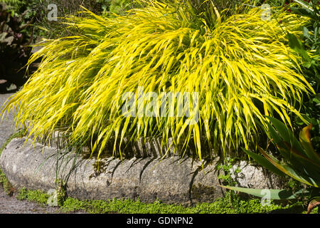 Di colore giallo brillante fogliame della foresta giapponese erba, Hakonechloa macra 'tutti d'Oro" Foto Stock