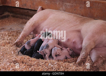 Rosa Cerdos suinetti infermieristica ancora dalla loro madre seminare in estate. Foto Stock