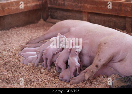 Rosa Cerdos suinetti infermieristica ancora dalla loro madre seminare in estate. Foto Stock