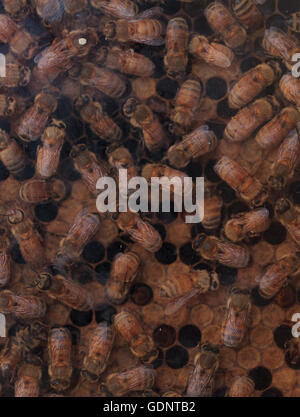 Honeybees, Apis mellifera, tenuto da un apicoltore per il miele. La regina è contrassegnato da un punto bianco in modo che il guardiano può tenere traccia delle sue. Foto Stock