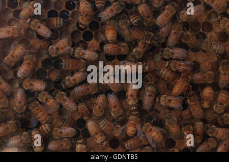 Honeybees, Apis mellifera, tenuto da un apicoltore per il miele. La regina è contrassegnato da un punto bianco in modo che il guardiano può tenere traccia delle sue. Foto Stock