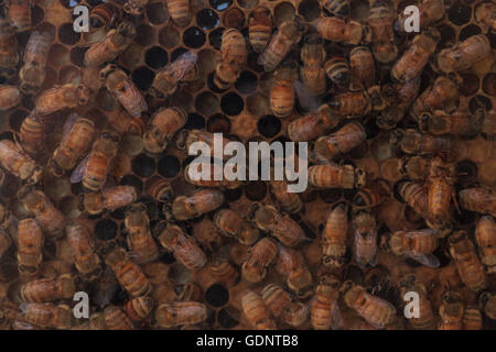 Honeybees, Apis mellifera, tenuto da un apicoltore per il miele. La regina è contrassegnato da un punto bianco in modo che il guardiano può tenere traccia delle sue. Foto Stock