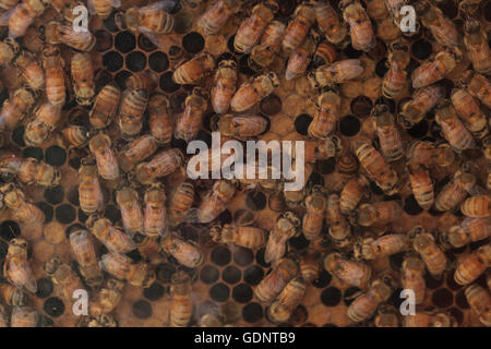 Honeybees, Apis mellifera, tenuto da un apicoltore per il miele. La regina è contrassegnato da un punto bianco in modo che il guardiano può tenere traccia delle sue. Foto Stock