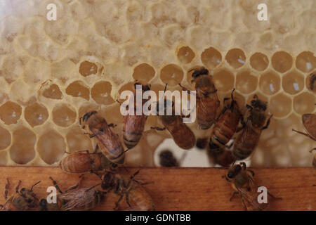 Honeybees, Apis mellifera, tenuto da un apicoltore per il miele. La regina è contrassegnato da un punto bianco in modo che il guardiano può tenere traccia delle sue. Foto Stock