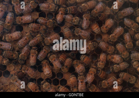 Honeybees, Apis mellifera, tenuto da un apicoltore per il miele. La regina è contrassegnato da un punto bianco in modo che il guardiano può tenere traccia delle sue. Foto Stock