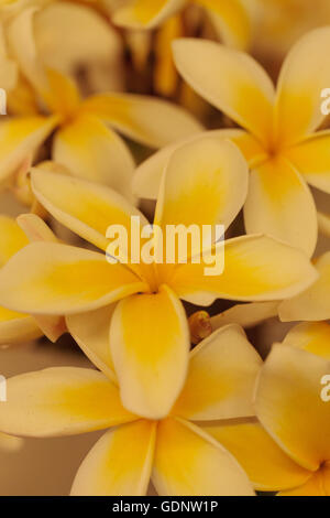 Giallo arancione Hawaiian plumeria ibrido, frangipani fiorisce in estate alle Hawaii Foto Stock