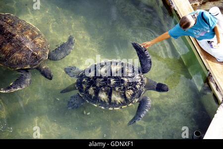 Il Turtle Farm vicino alla cittadina di St Leu sull'isola di La Reunion in Oceano Indiano in Africa. Foto Stock