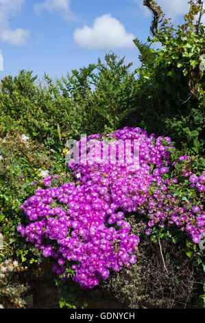 Lampranthus fiori su una parete in Guernsey REGNO UNITO Foto Stock