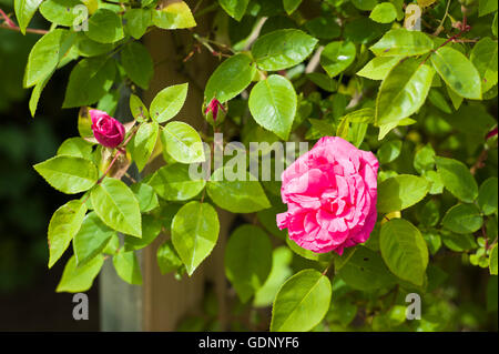 Zephirine Drouhin rosa in fiore Foto Stock