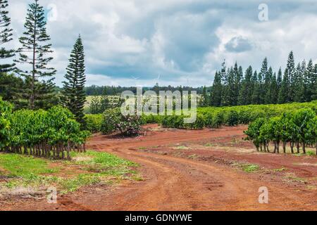 Hawaiian piantagione di caffè con i campi Foto Stock