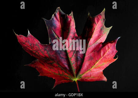 Illuminati red maple leaf su sfondo nero Foto Stock