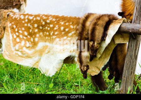 Raccolta di pelli animali appesi a un legno rack esterno con tenda bianca in background. Foto Stock