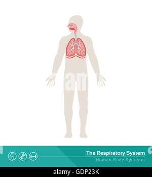 L'umano sistema respiratorio Illustrazione medica con organi interni Illustrazione Vettoriale