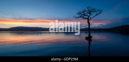 Tramonto immagine panoramica della lonely albero a Millarochy bay sul Loch Lomond Foto Stock