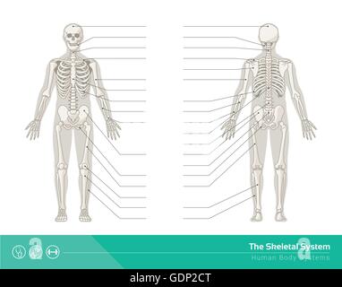 L'umano sistema scheletrico, illustrazioni vettoriali di scheletro umano vista anteriore e vista posteriore Illustrazione Vettoriale