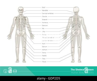 L'umano sistema scheletrico, illustrazioni vettoriali di scheletro umano vista anteriore e vista posteriore Illustrazione Vettoriale