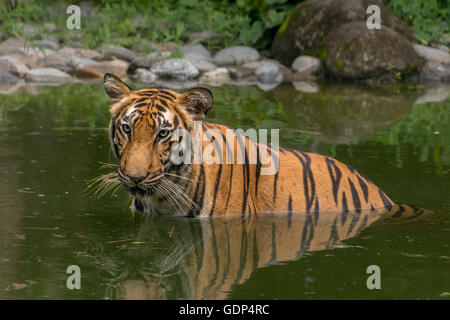 Tigre del Bengala (Panthera Tigris bengalensis) metà immerso in una palude di Sundarban) Parco Nazionale Foto Stock